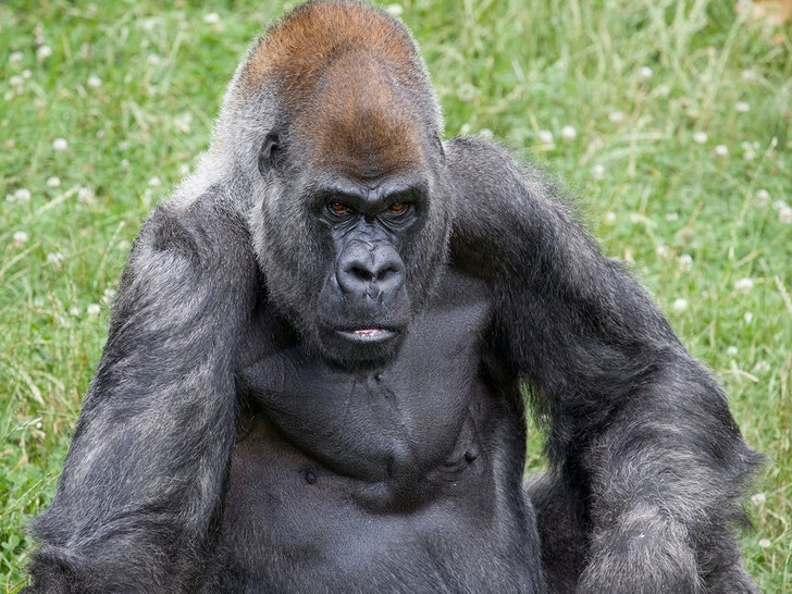 Ozzie, le plus vieux gorille mâle du monde meurt à 61 ans