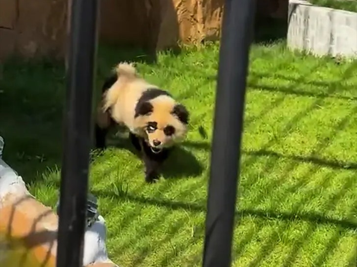 Cani dipinti nello zoo cinese Panda AsiaWire 3