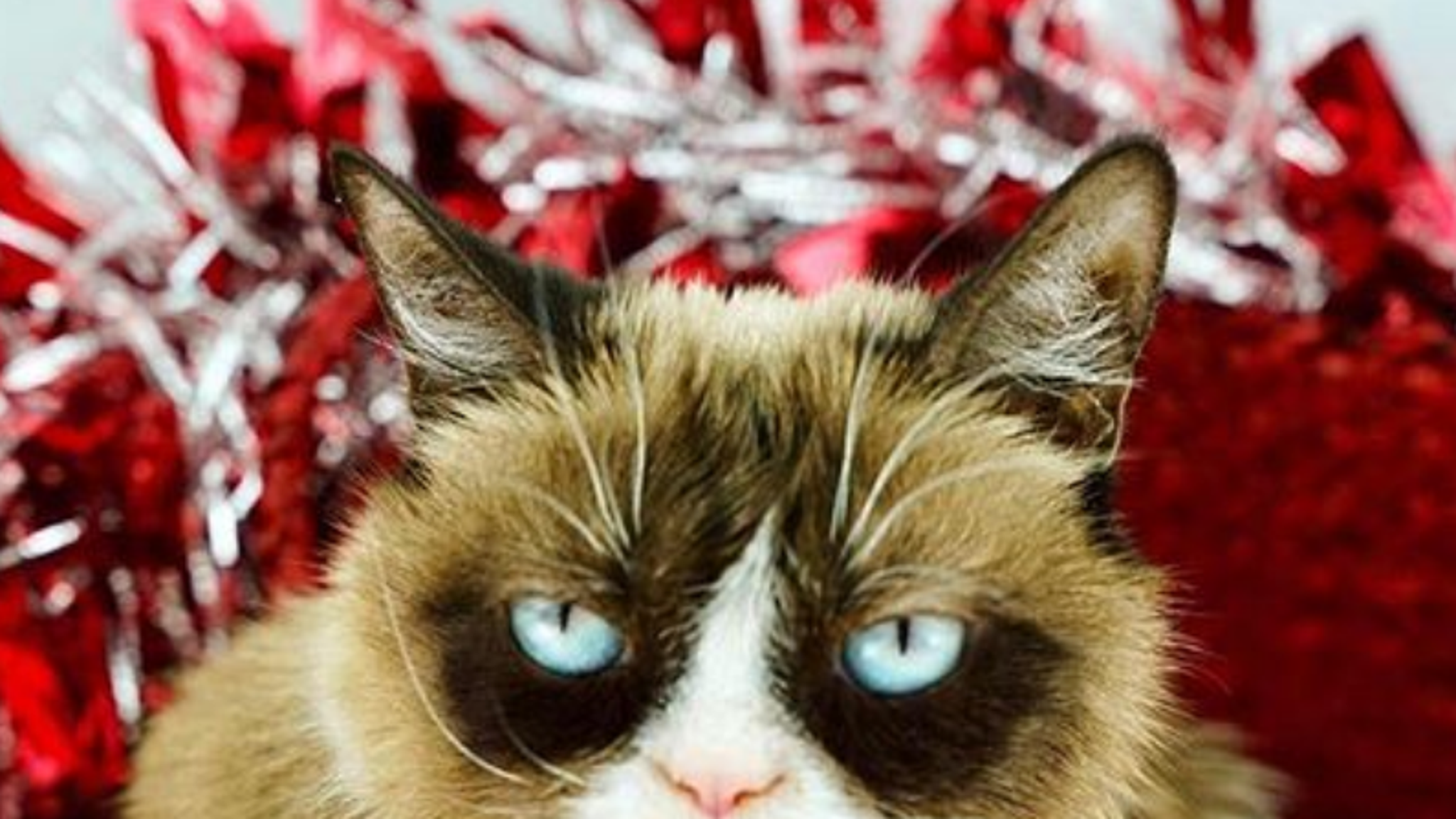 Grumpy Cat Pictures