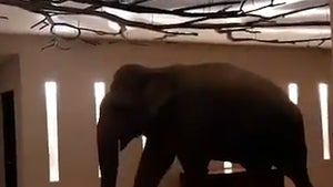 Elephant Roaming Around Hotel in Sri Lanka Goes Viral