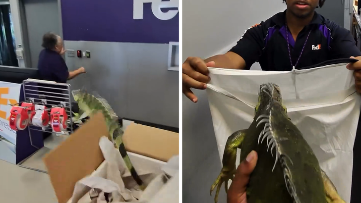 072326 ups lizard kal