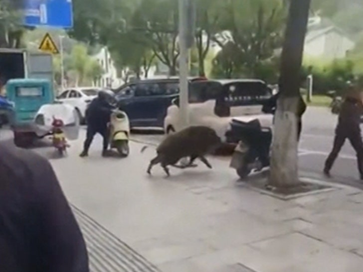 Wild Boar Rampages Inside Store in China, Attacks People in Raucous Video