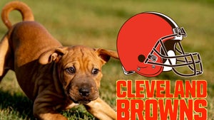 Cleveland Browns Help 82 Ohio Puppies Get Adopted, Look At Them!!!
