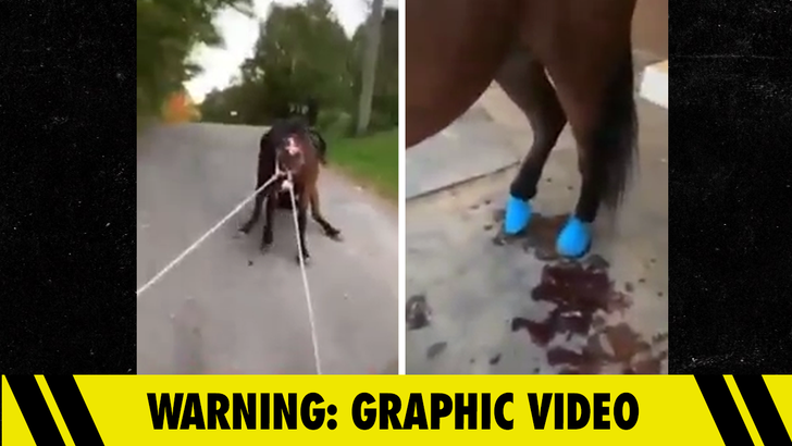 Girl Horse Hot Blooding Sex - Woman Hit With Animal Abuse Charge After Disturbing Horse Training Videos  Surface