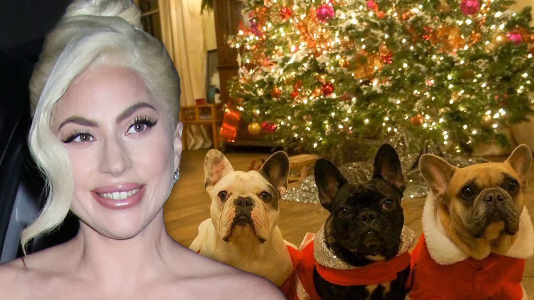 Lady Gaga mendapat $ 500.000 gugatan atas karunia anjing
