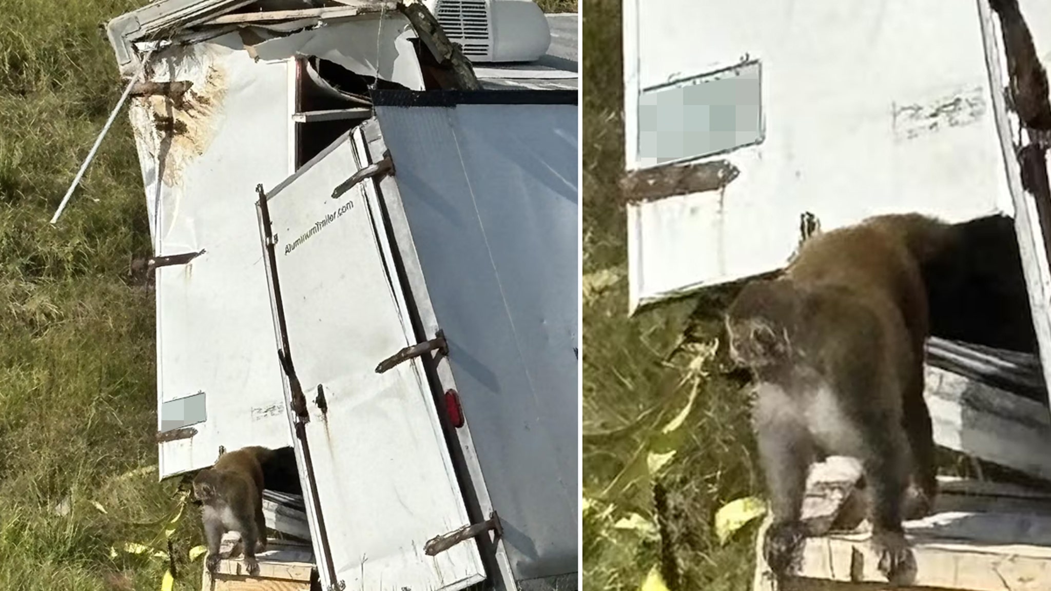 Herpes-Infected Monkey On The Run After Truck Crash In Mississippi