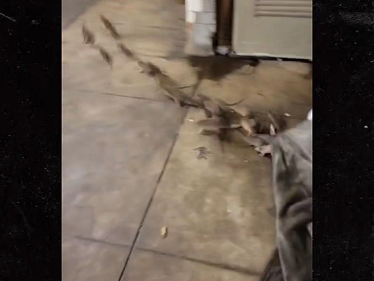 Rats Run Out From Under Homeless Person's Blanket on NYC Subway