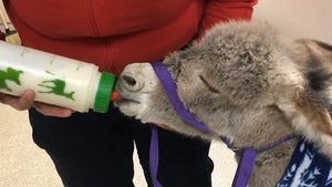 Baby Donkey Recovering After Barbed Wire Fence Injures Ass