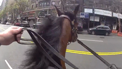 041626 police horse kal