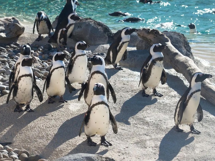 Pingüinos en el zoológico de Maryland