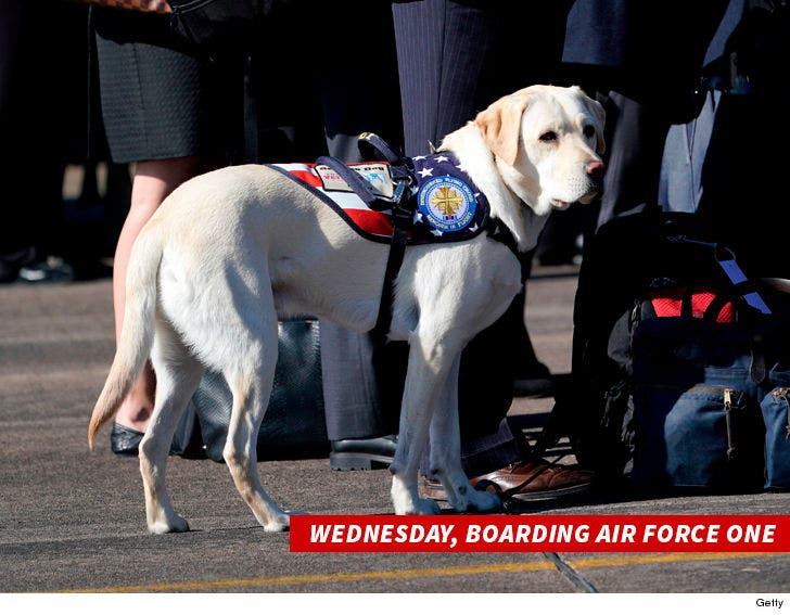 SERVICE DOG SULLY AT GEORGE H.W BUSH FUNERAL 8x10 SILVER HALIDE PHOTO PRINT