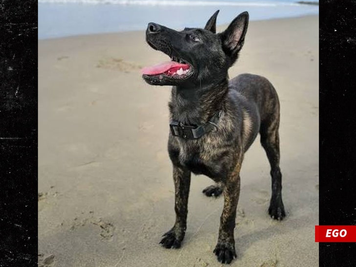 spencer pratt dog ego instagram