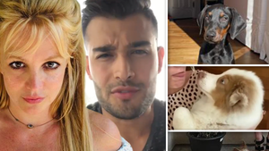 Britney Spears and Sam Asghari Agree to Split Up Their Dogs in Divorce