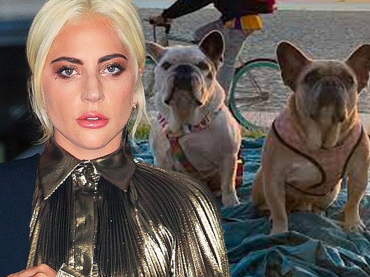 lady gaga and dogs