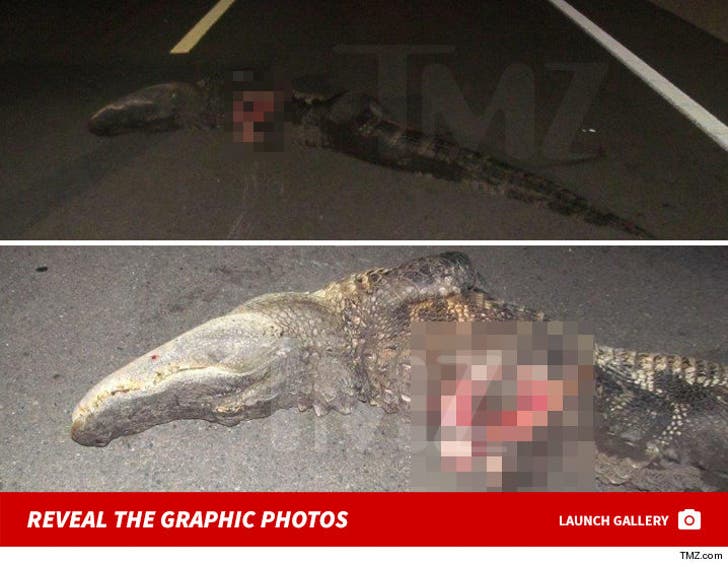 Gator Crash - The Graphic Photos