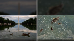 washington dc reflecting pool 2022 and 2026 comparison getty 1