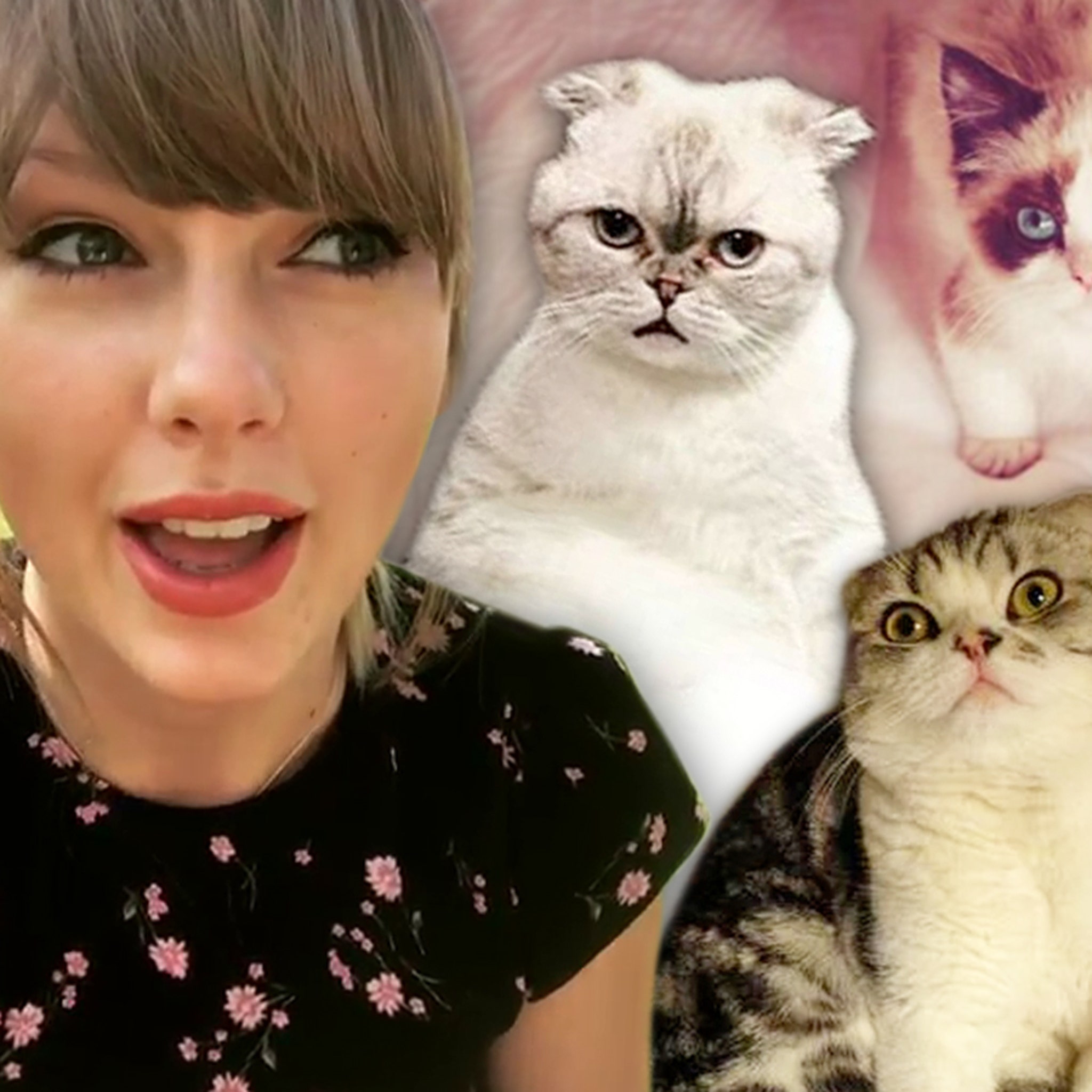 taylor swift looks like a cat