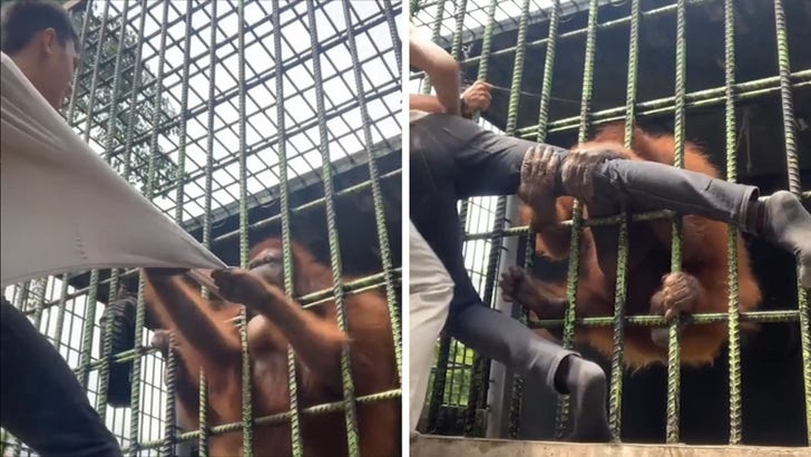 Vahşi Videoda Hayvanat Bahçesindeki Adama Orangutan Saldırdı