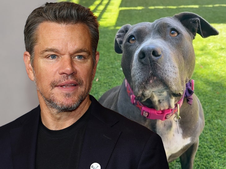 matt damon and dogs getty insta 1
