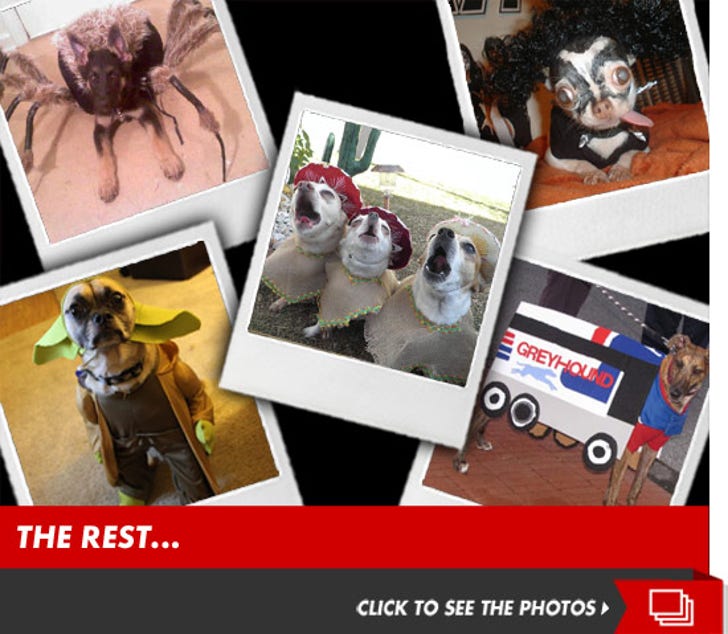 TMZ's Annual Doggie Costume Contest!!