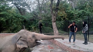 Cher Visits 'World's Loneliest Elephant' She Helped Rescue from Captivity