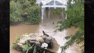 Sea Lion Escapes Central Park Zoo Exhibit After New York City Flooding