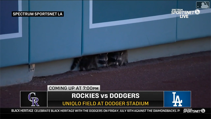 070826_dodger_stadium_raccoons_kal