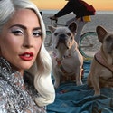 0429-lady gaga dogs getty