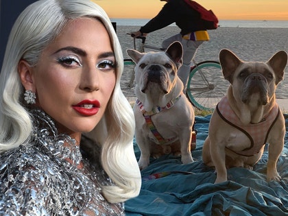 0429-lady gaga dogs getty