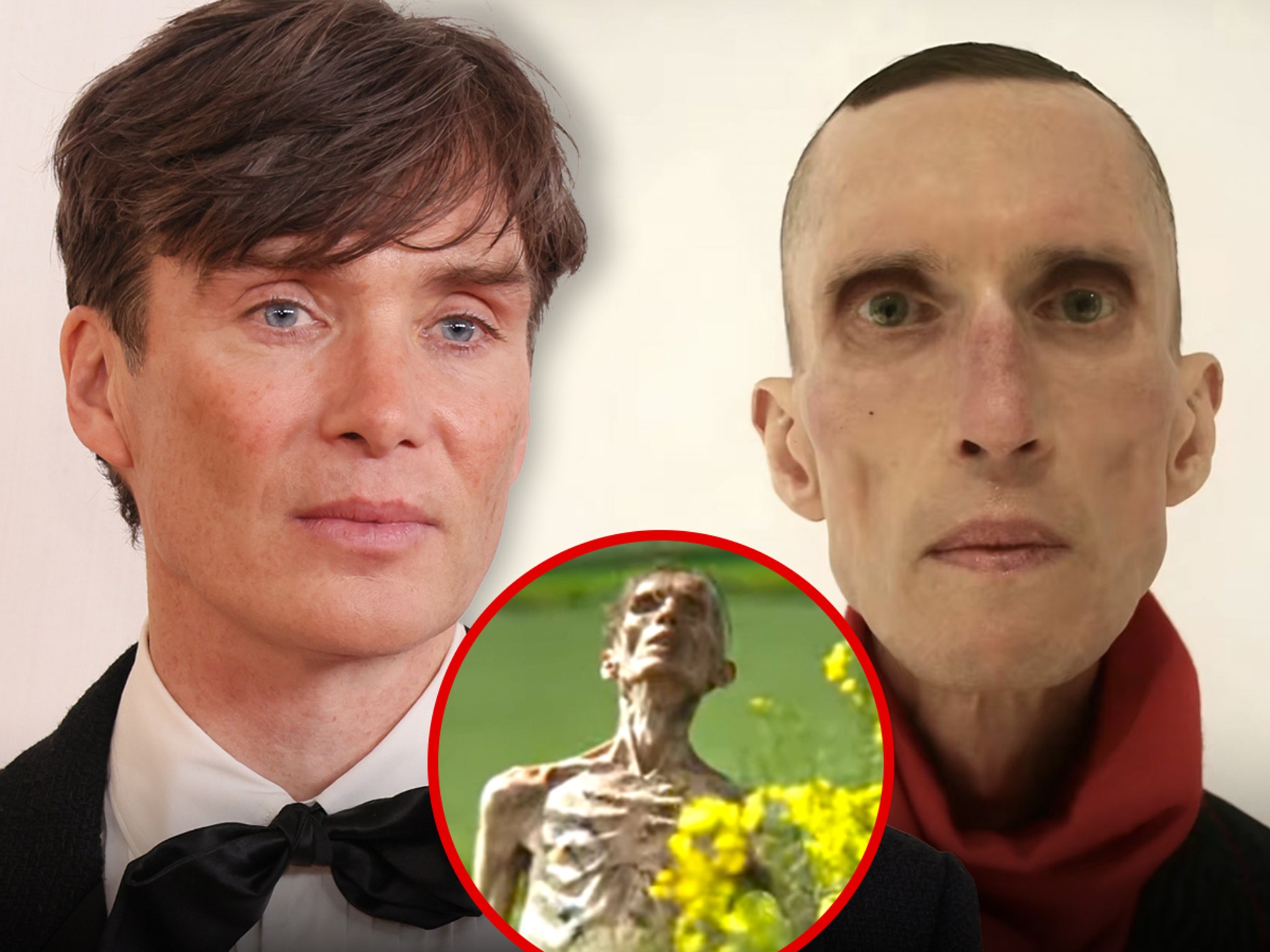 Yuqoridan mushukning fotosurati