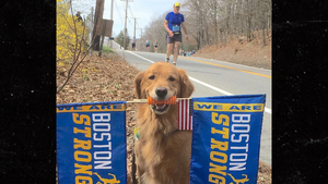Famous Boston Marathon Dog, Spencer, Dies At 13 After Battling Cancer