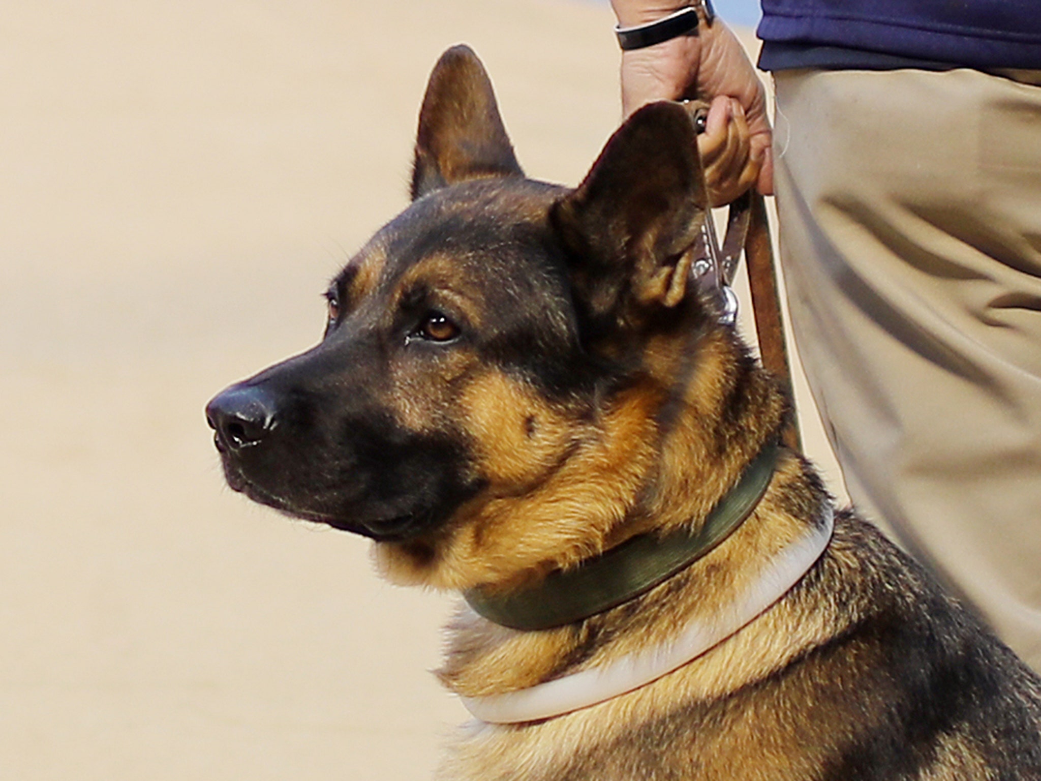 Service dog helps Red Sox's groundskeeper deal with PTSD