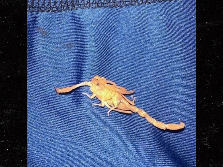 Las Vegas Scorpion Bite