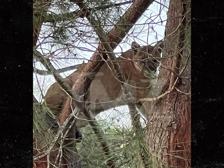 Mountain Lion in Hidden Hills