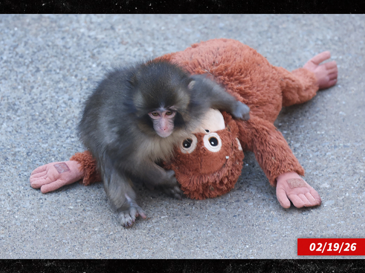 punch monkey getty 1