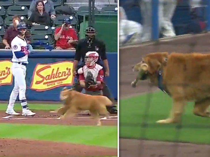Ethan the Rescue Dog to 'Throw' First Pitch at Louisville Bats Game
