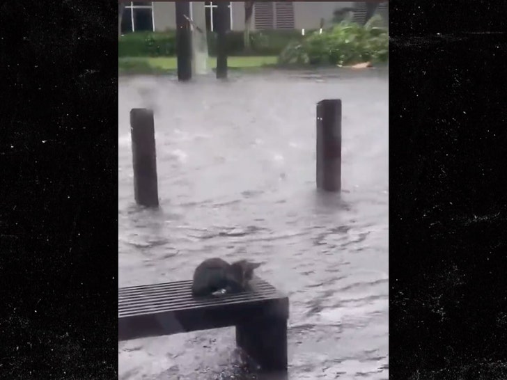 3a0e8f96ee5c48d29629632ea3d0ca7e md | FL Weatherman Slammed for Posting Video of Cat Struggling in Hurricane Ian | The Paradise News