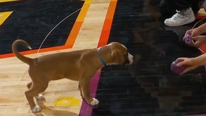 Puppy Pees All Over Court During Phoenix Suns' Halftime Show
