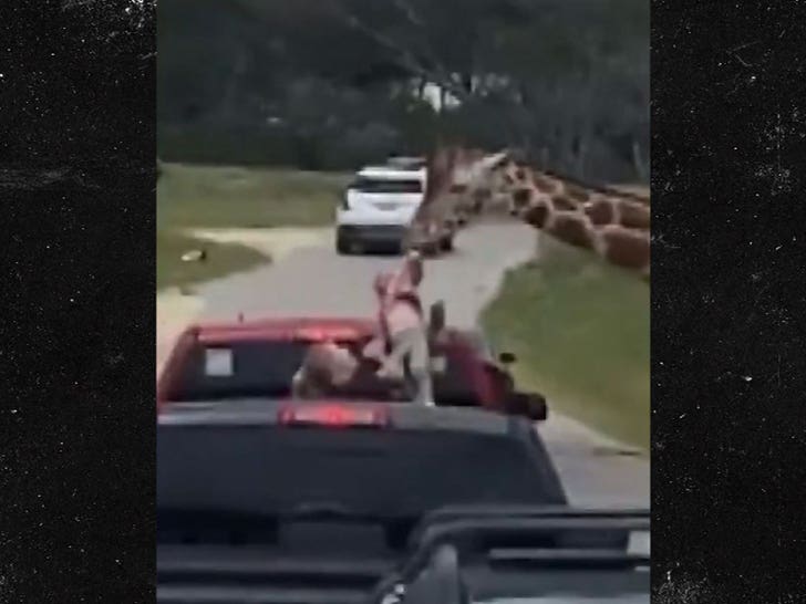 Giraffe snatches toddler at drive-thru safari in Texas