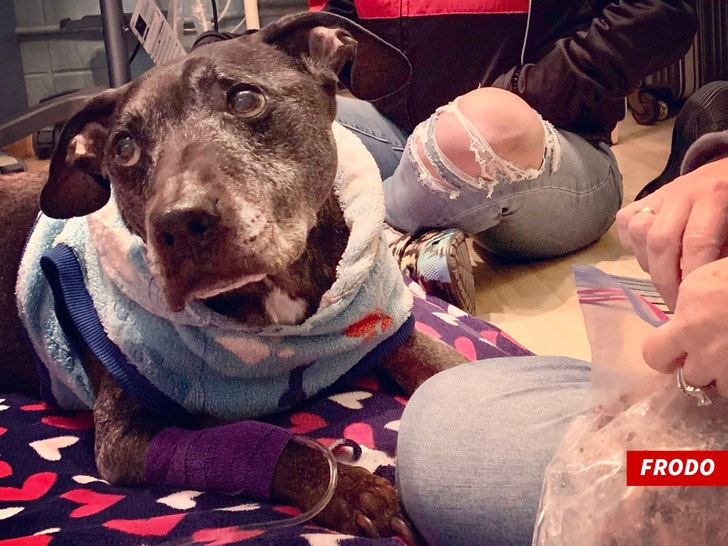 Final Surviving Dog From Michael Vick Dogfighting Case Dies At 15