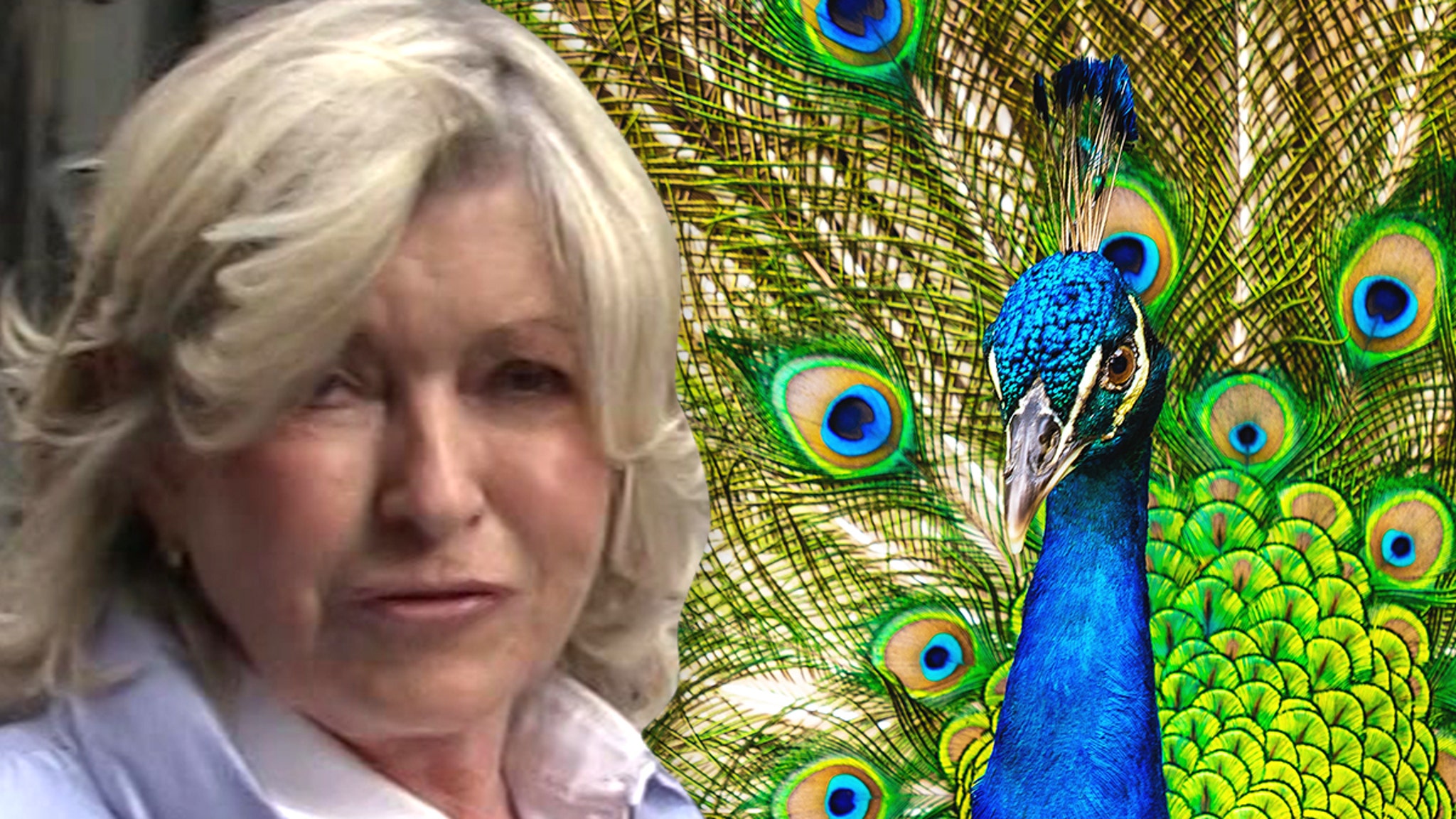 Martha Stewart uses Marvin Gaye's music to say coyotes killed her peacocks