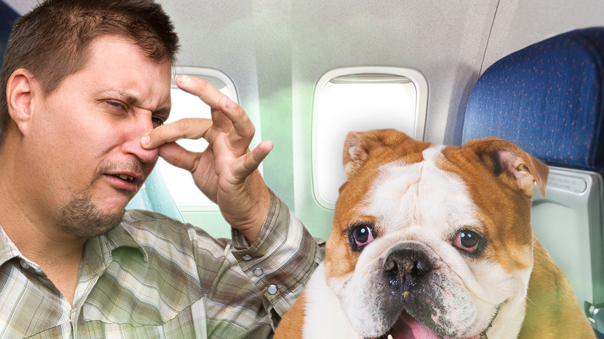 Farting Dog on Singapore Airlines Flight Gets Passengers ,400 Refund