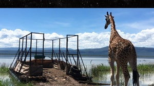 Giraffes Stranded on Island Saved by Floating Rescue Mission