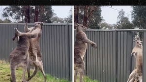 Kangaroo Brawl Ends With One Getting Tossed Through Metal Fence