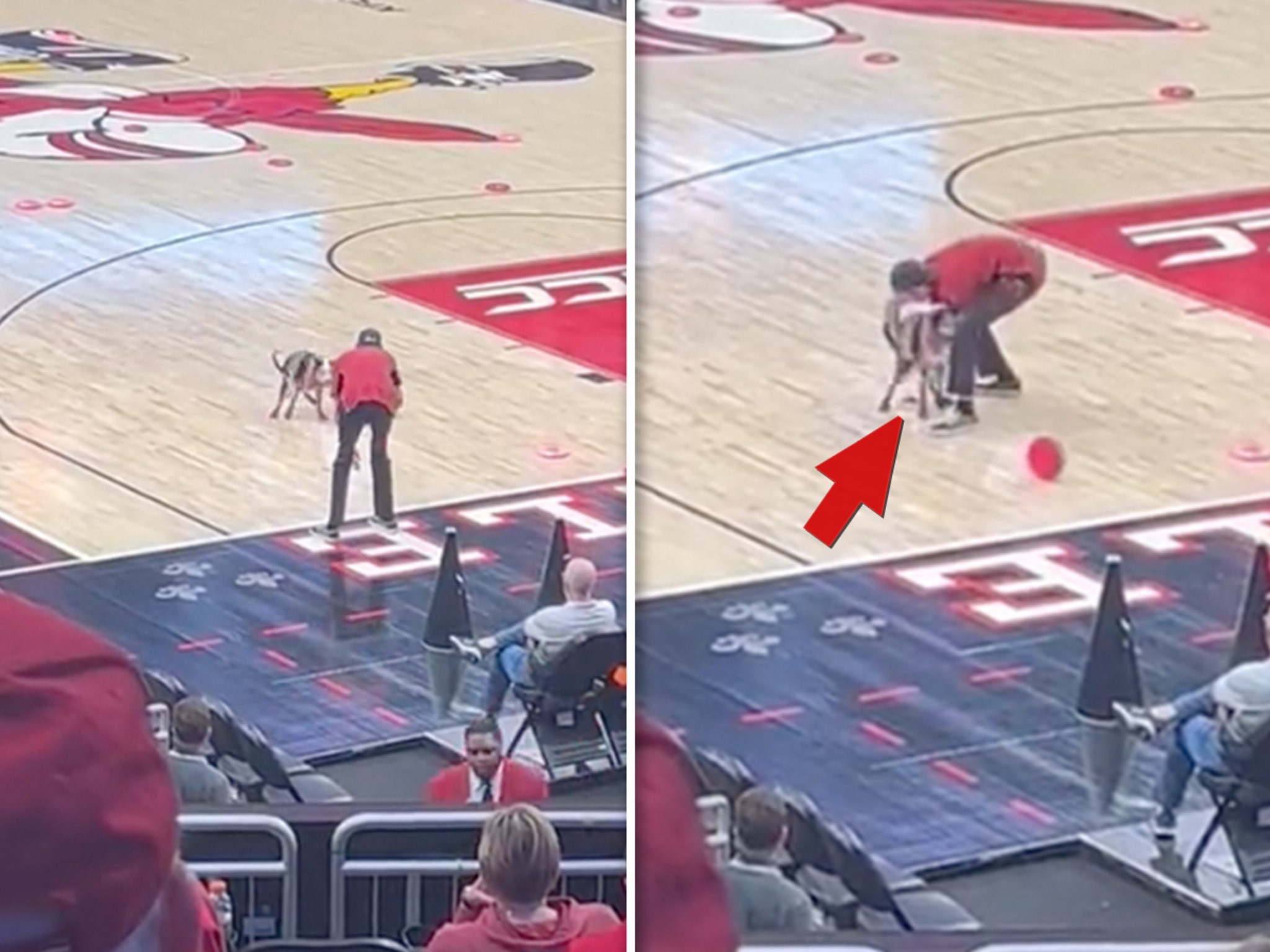 Performing Dog Poops on Court During Halftime Show at Louisville Basketball  Game