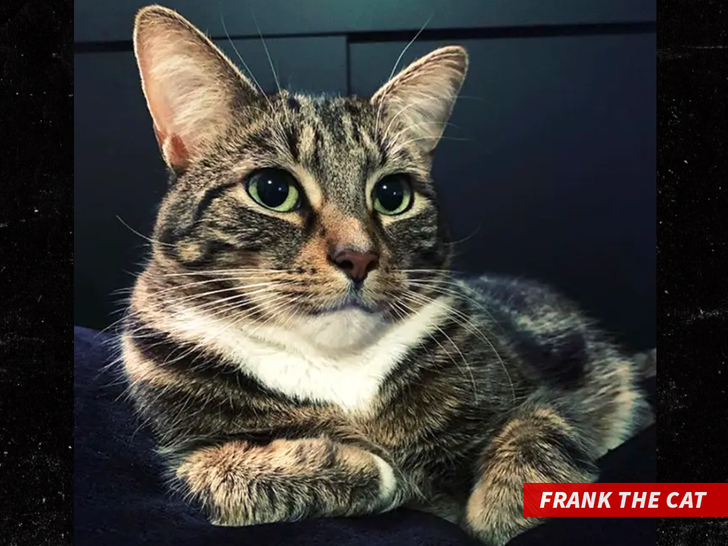 "FRANK THE CAT"