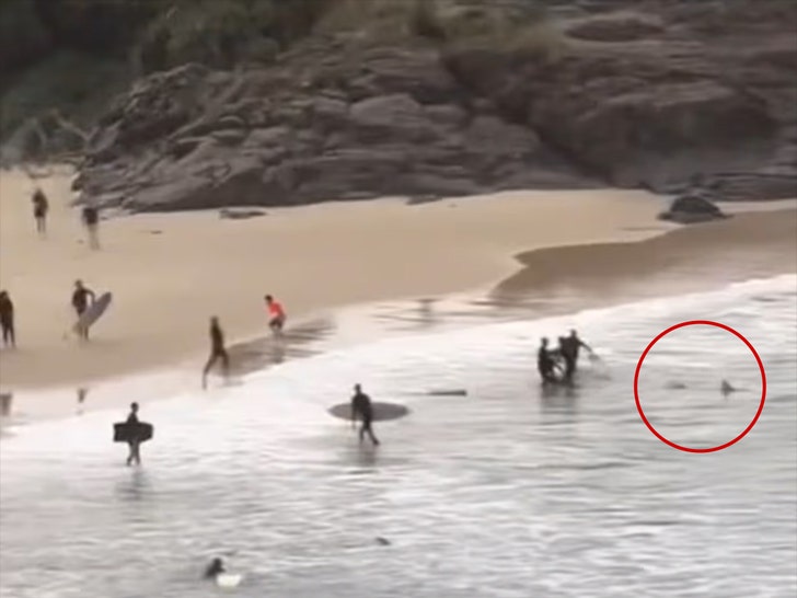 Cabarita Beach in Australia shark attack 1