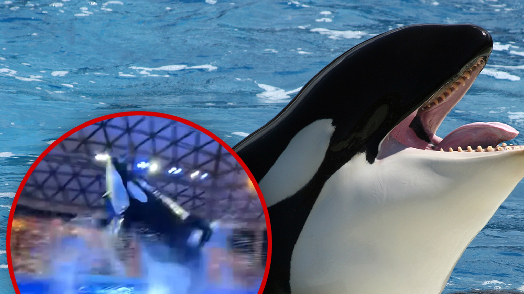 Killer Whale Makes a Splash: SeaWorld Crowd Gets Drenched in Unexpected Show thumbnail