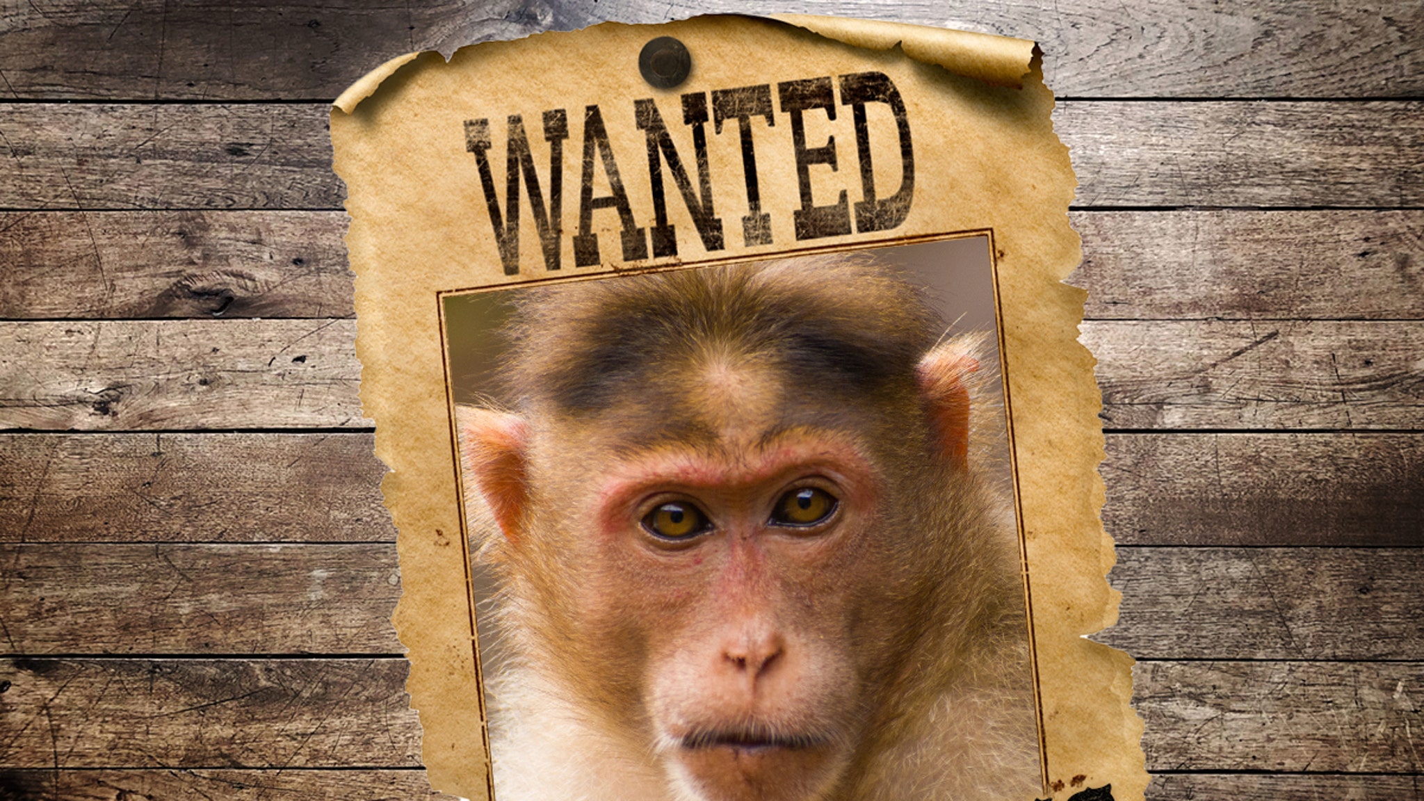 Mystery Behind Why 5 Monkeys Killed by Mississippi Deputies Is Solved Mystery Behind Why 5 Monkeys Killed by Mississippi Deputies Is Solved