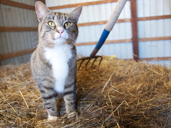 cat on farm stock graphic sub